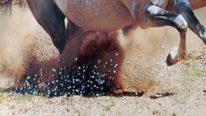 картина с рамка Бягащи Коне Art Crystal 70 х 50 см